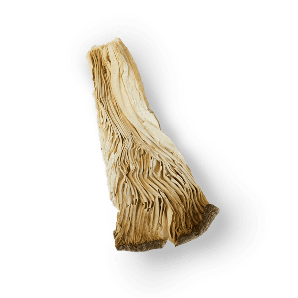Oyster image 1