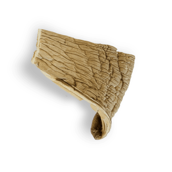 Oyster image 2